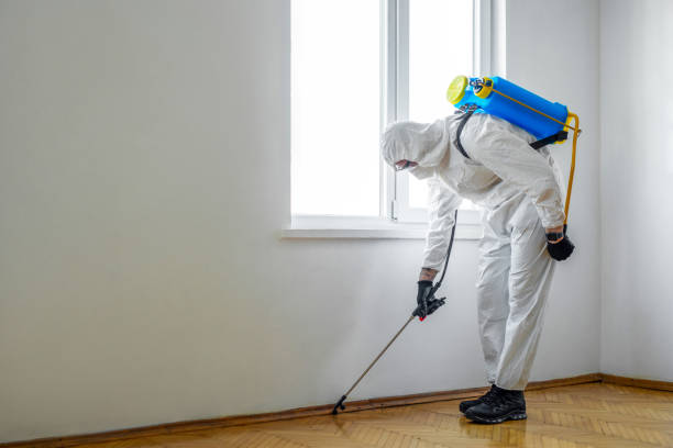 Best Mosquito Control Services  in Lemay, MO