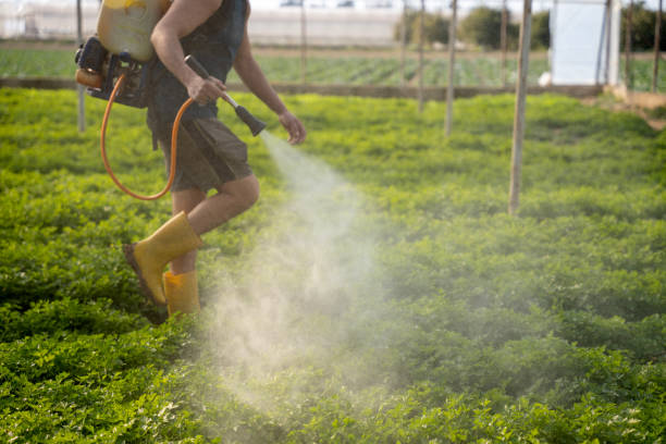 Best Ant Control Services  in Lemay, MO