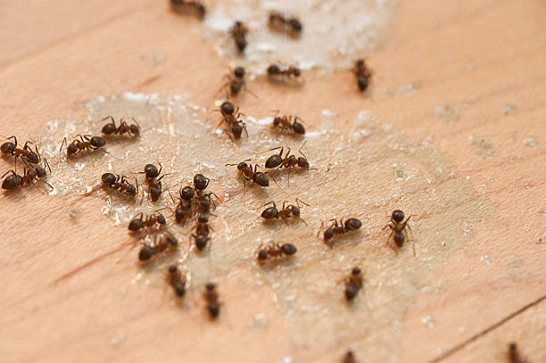 Best Pest Prevention Services  in Lemay, MO