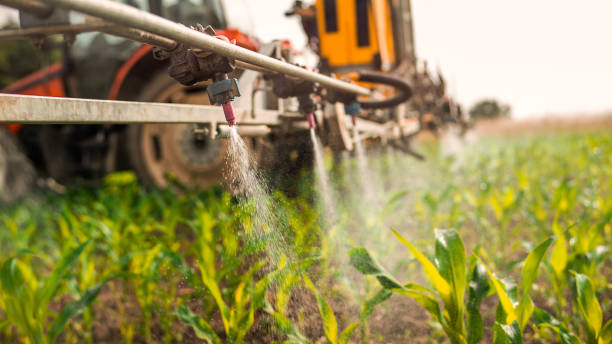 Best Ant Control Services  in Lemay, MO